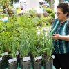 10ª Feira de Mudas – Hortaliças e ervas medicinais serão vendidas a valores simbólicos na Santa Casa de Santos